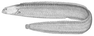 To NMNH Extant Collection (Xiphistes chirus P04317 illustration)