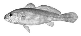 To NMNH Extant Collection (Sciaena nibe P05898 illustration)