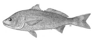 To NMNH Extant Collection (Sciaena callaensis P05901 illustration)