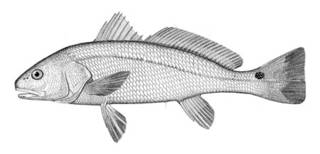 To NMNH Extant Collection (Sciaenops ocellatus P05905 illustration)