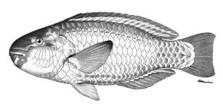 To NMNH Extant Collection (Callyodon cyanogrammus P05980 illustration)