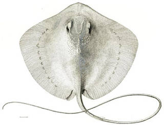 To NMNH Extant Collection (Himantura fai P12846 illustration)