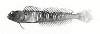 To NMNH Extant Collection (Salarias sindonis P06586 illustration)