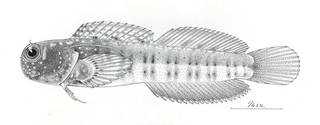 To NMNH Extant Collection (Salarias bryani P06555 illustration)