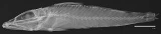 To NMNH Extant Collection (Bembradium roseum USNM 51617 holotype radiograph lateral view)