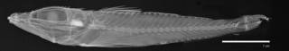 To NMNH Extant Collection (Brachybembras aschemeieri USNM 98881 holotype radiograph lateral view)