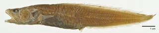 To NMNH Extant Collection (Cataetyx platycephalus USNM 74150 type photograph lateral view, large specimen)