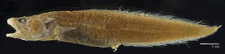 To NMNH Extant Collection (Cataetyx platycephalus USNM 74150 type photograph lateral view, large specimen on black background)