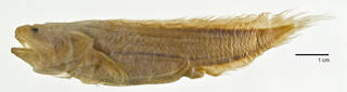 To NMNH Extant Collection (Saccogaster staigeri USNM 207357 holotype photograph lateral view)