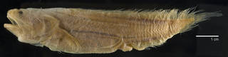 To NMNH Extant Collection (Saccogaster staigeri USNM 207357 holotype photograph lateral view, black background)