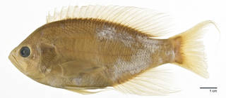 To NMNH Extant Collection (Pseudanthias marcia USNM 320765 paratype photograph lateral view)