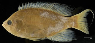 To NMNH Extant Collection (Pseudanthias marcia USNM 320765 paratype photograph lateral view, black background)