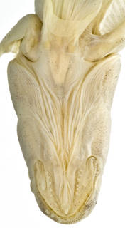 To NMNH Extant Collection (Boleophthalmus pectinirostris USNM 278453 photograph closeup view ventral head)