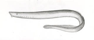 To NMNH Extant Collection (Lampetra aurea P11698 illustration)
