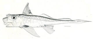 To NMNH Extant Collection (Hydrolagus colliei P13438 illustration)