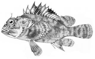 To NMNH Extant Collection (Sebastopistes coralicola P15855 illustration)