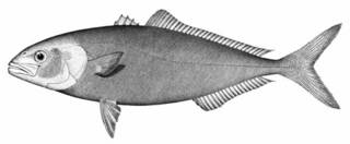 To NMNH Extant Collection (Seriola sparna P05518 illustration)