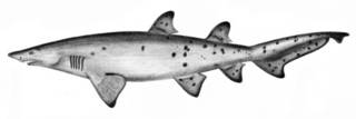 To NMNH Extant Collection (Carcharias taurus P02421 illustration)