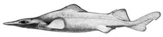 To NMNH Extant Collection (Nasisqualus profundorum P09008 illustration)
