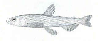 To NMNH Extant Collection (Osmerus thaleichthys P19370 illustration)