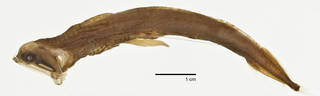To NMNH Extant Collection (Photostomias lucingens USNM 219291 holotype photograph lateral view)