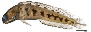 To NMNH Extant Collection (Opistognathus variabilis USNM 393591 paratype photograph lateral view, female)