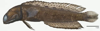 To NMNH Extant Collection (Opistognathus variabilis USNM 393591 paratype photograph lateral view, male)