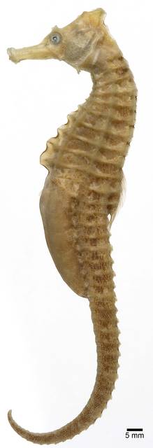 To NMNH Extant Collection (Hippocampus ingens USNM 982 lectotype photograph lateral view)