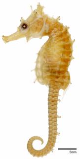 To NMNH Extant Collection (Hippocampus stylifer USNM 30876 holotype photograph lateral view)