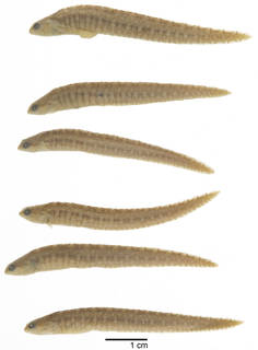 To NMNH Extant Collection (Neozoarces steindachneri USNM 71471 photograph lateral view, 6 specimens)