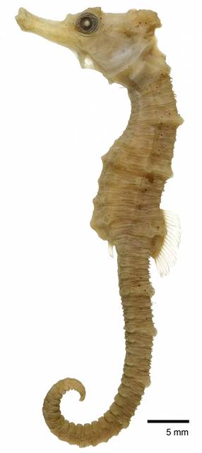 To NMNH Extant Collection (Hippocampus obtusus USNM 84527 holotype photograph lateral view)