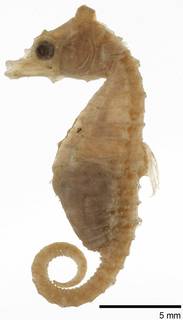 To NMNH Extant Collection (Hippocampus regulus USNM 92950 holotype photograph lateral view)