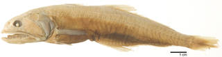 To NMNH Extant Collection (Pseudoscopelus microps USNM 93139 holotype photograph lateral view)