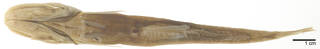 To NMNH Extant Collection (Pseudoscopelus microps USNM 93139 holotype photograph ventral view)