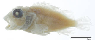To NMNH Extant Collection (Scorpaena mcadamsi USNM 98904 holotype photograph lateral view)