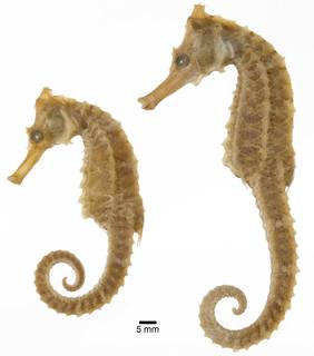 To NMNH Extant Collection (Hippocampus ingens USNM 214485 paralectotypes photograph lateral view)