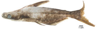 To NMNH Extant Collection (Pangasius USNM 304881 photograph lateral view)