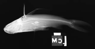 To NMNH Extant Collection (Bagre marinus USNM 292823 radiograph lateral view)