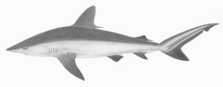 To NMNH Extant Collection (Carcharhinus menisorrah P02181 illustration)