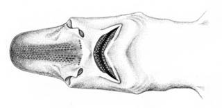 To NMNH Extant Collection (Pentanchus herklotsi P07839 illustration)
