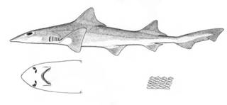 To NMNH Extant Collection (Mustelus abbotti P09671 illustration)