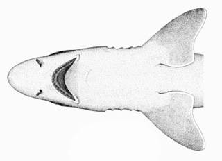 To NMNH Extant Collection (Galeorhinus zyopterus P11295 illustration)