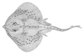 To NMNH Extant Collection (Raia radiata P06696 illustration)