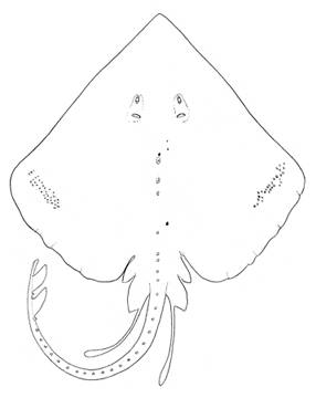 To NMNH Extant Collection (Raja abyssicola P07291 illustration)