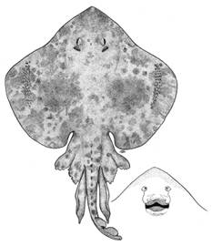 To NMNH Extant Collection (Psammobatis chilcae P07095 illustration)
