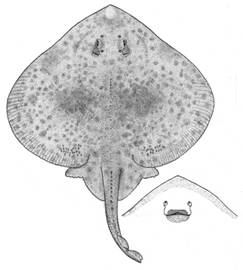 To NMNH Extant Collection (Psammobatis maculatus P07097 illustration)