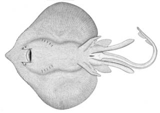 To NMNH Extant Collection (Raia P07295 illustration)