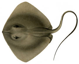 To NMNH Extant Collection (Dasyatis sciera P02855 illustration)