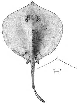 To NMNH Extant Collection (Urotrygon peruanus P04431 illustration)