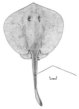 To NMNH Extant Collection (Urotrygon serrula P04432 illustration)